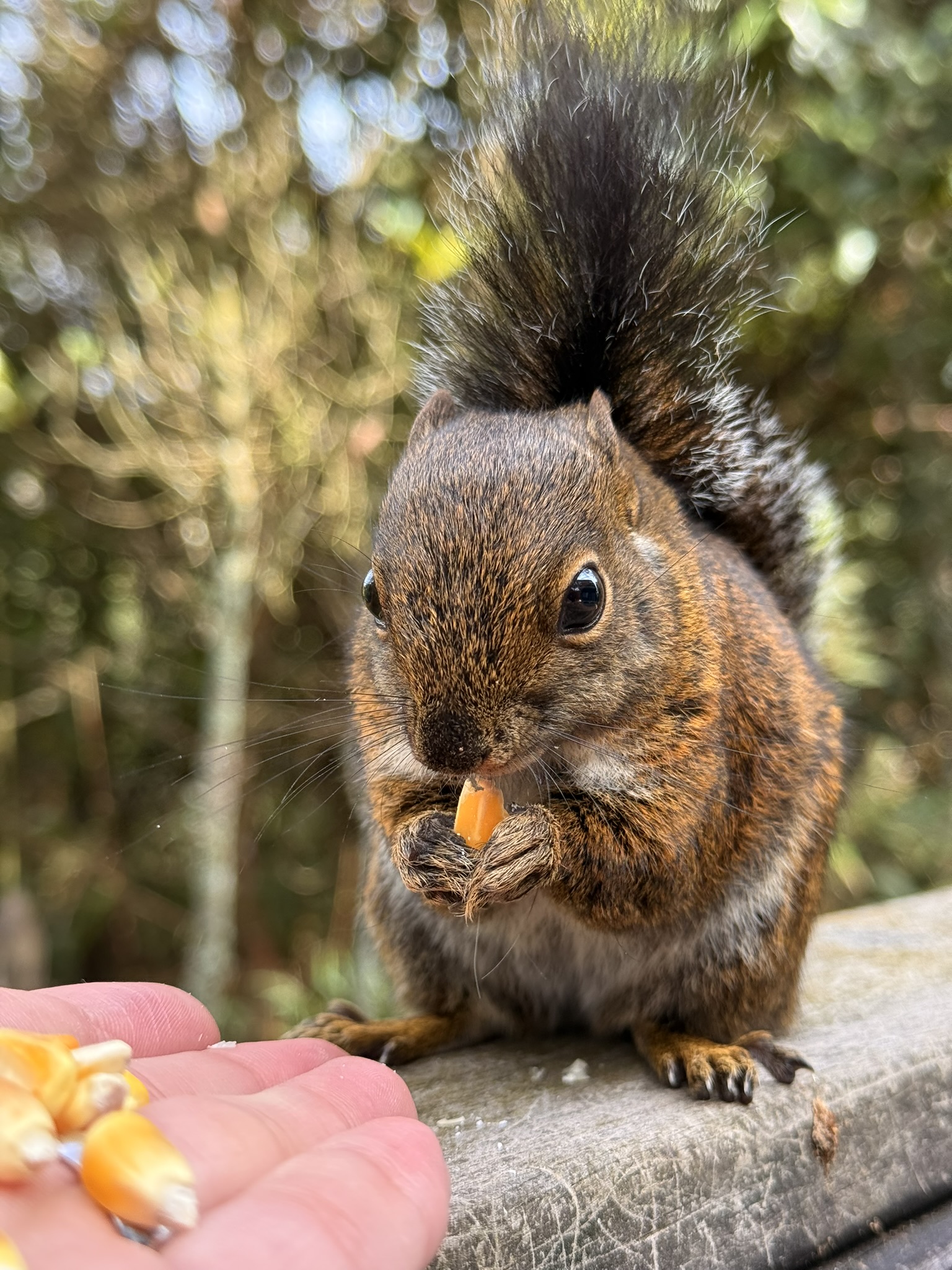 Ardilla primer plano